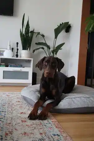 Descanso en Su Protección