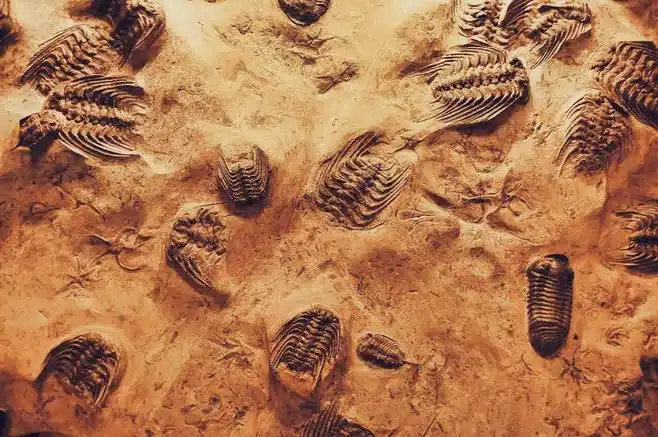 Evolución del Poema a lo Largo de Tiempo