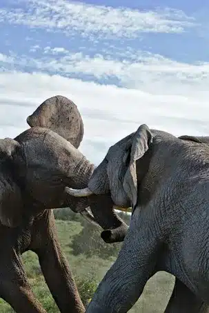 La batalla contra el gigante