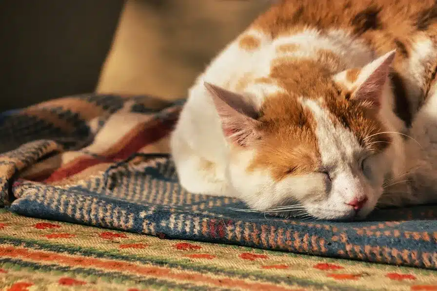 Evita las siestas largas o cerca de la hora de dormir