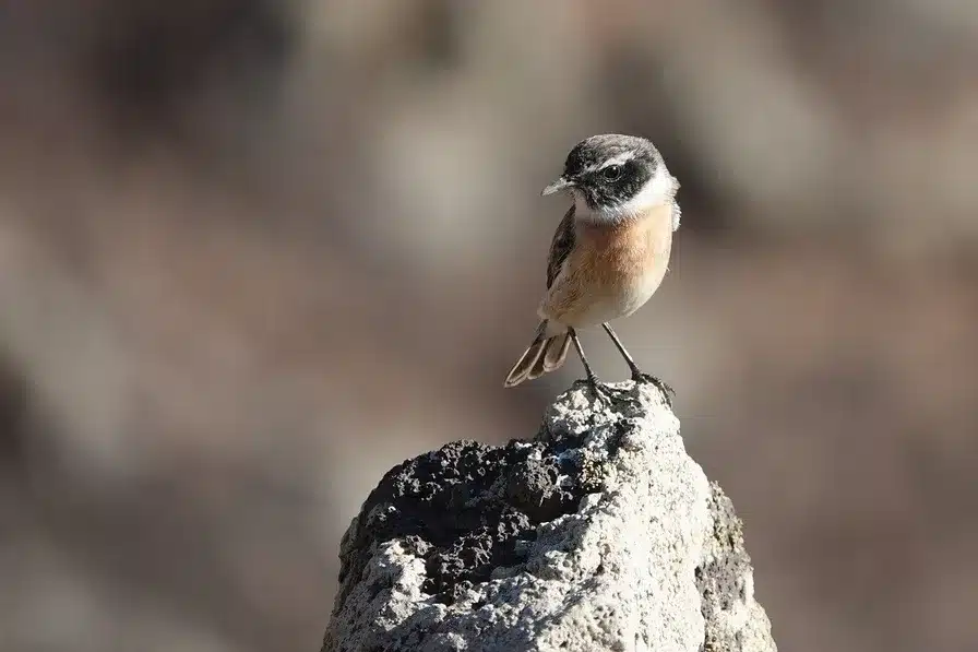 La belleza de la naturaleza