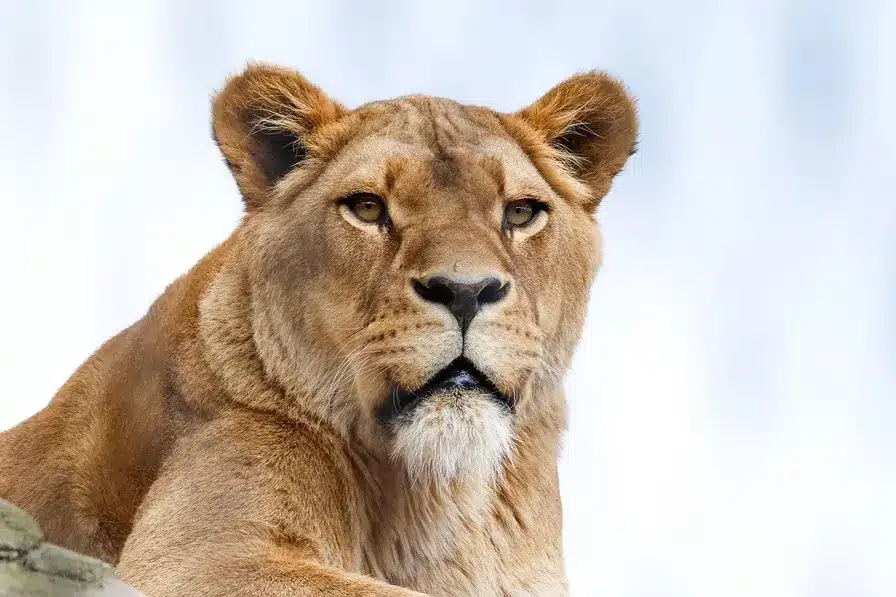 Los animales deshonestos