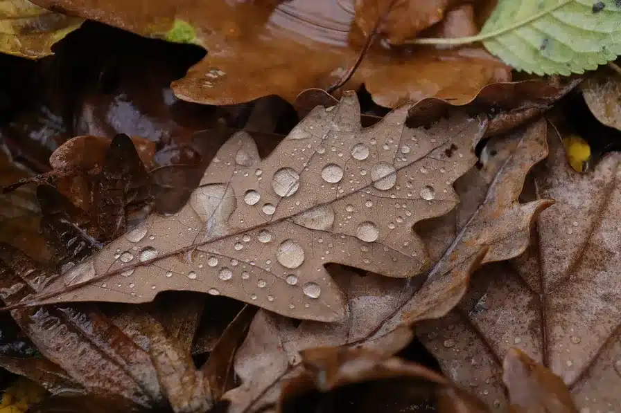 Permitir la lluvia