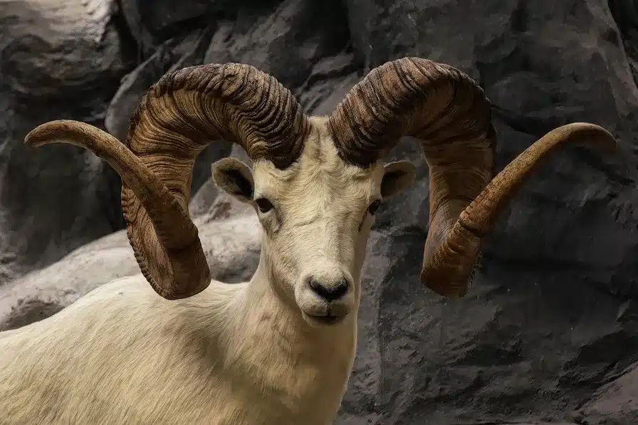Ram de piel de un animal como sacrificio