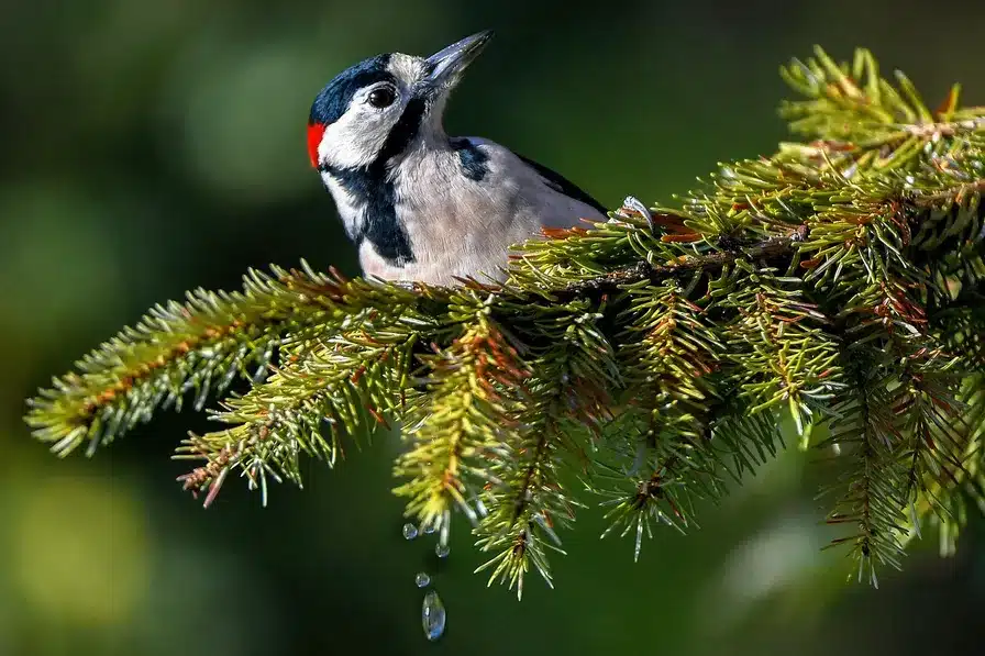 Somos más valiosos que las aves