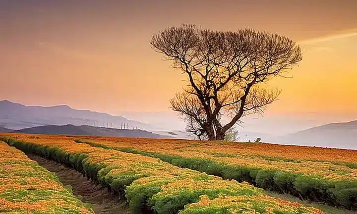 Un paisaje rural al amanecer con suaves tonos dorados y una armonía perfecta entre la luz, las sombras y la naturaleza