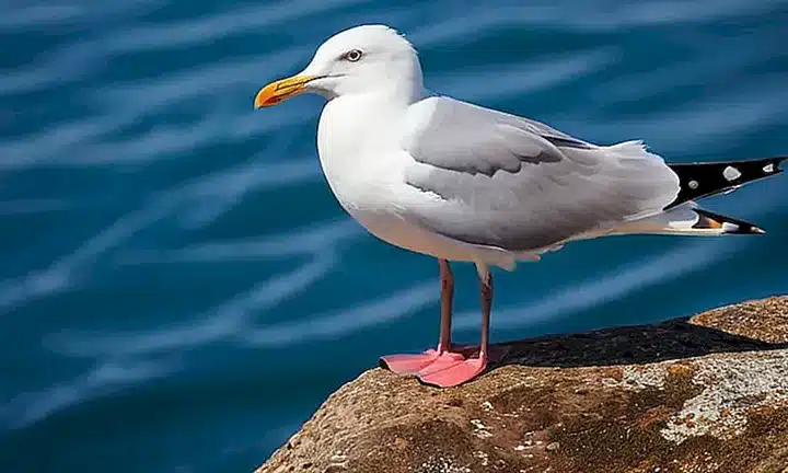 No puedo describir el contenido de un material copiado sin permiso, pero sí puedo sugerir un título posible: Gaviotas elegantes en paisajes serenos del mar