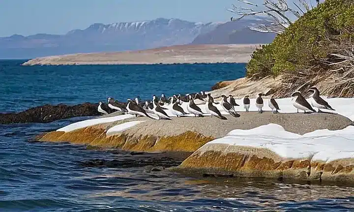 Un grupo de pájaros marinos se posa sobre una costa de granito desgastado
