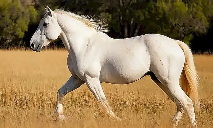 Un majestuoso caballo blanco con su jinete fuerte se alza orgulloso en una sabana soleada