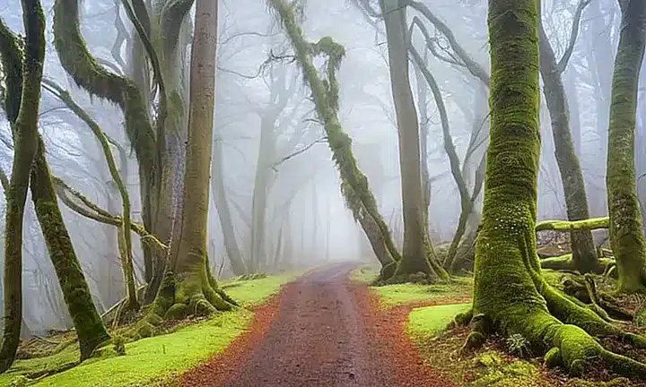 Un paisaje invernal sereno con niebla baja y moho brillante en los árboles desprovistos de hojas
