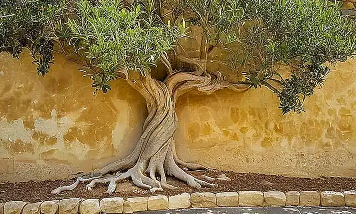 Una pared de piedra beige amarillento se ve rodeada por la frondosa rama de un olivo maduro y luciente