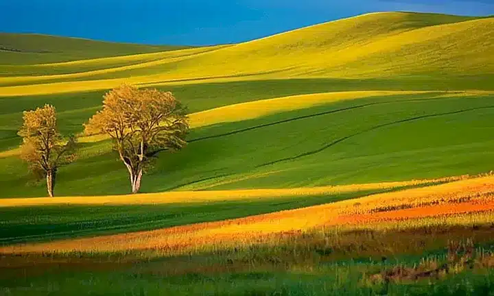 La imagen representa un paisaje sereno de colinas onduladas cubiertas de césped verde bajo una luz suave y una atmosfera tranquila