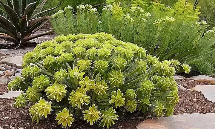 Una pared de piedra desgastada y una variedad de plantas acompañadas por flores amarillas se reflejan en un paisaje naturaleza soleado