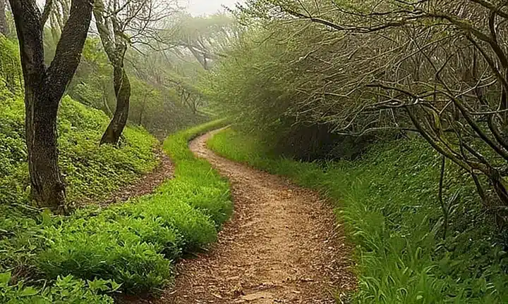 Un camino de tierra desgastado atraviesa el paisaje cubierto por la vegetación